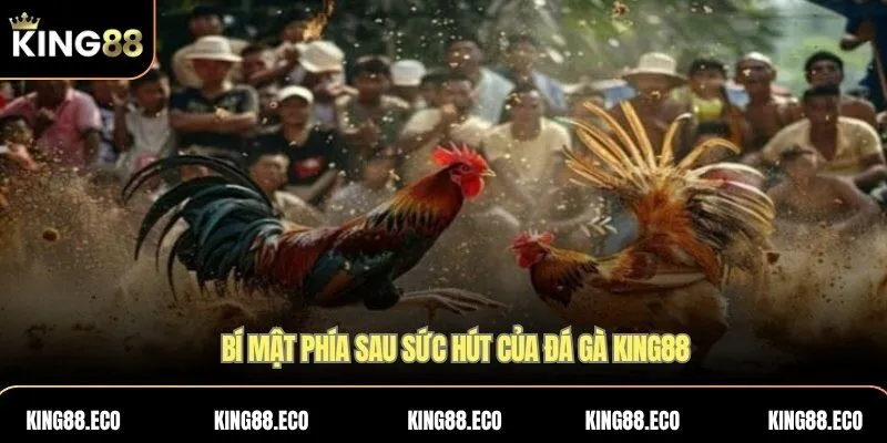 Bí mật phía sau sức hút của đá gà KING88