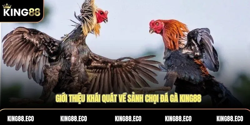 Giới thiệu khái quát về sảnh chơi đá gà KING88